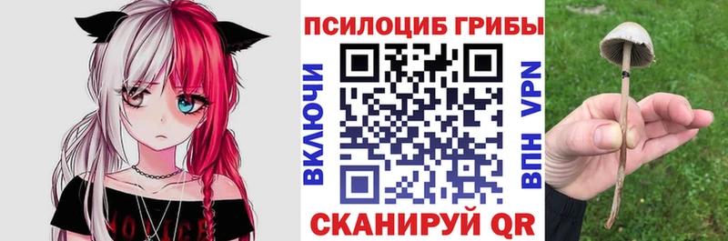 Купить  Камбарка  Псилоцибиновые грибы мухоморы 